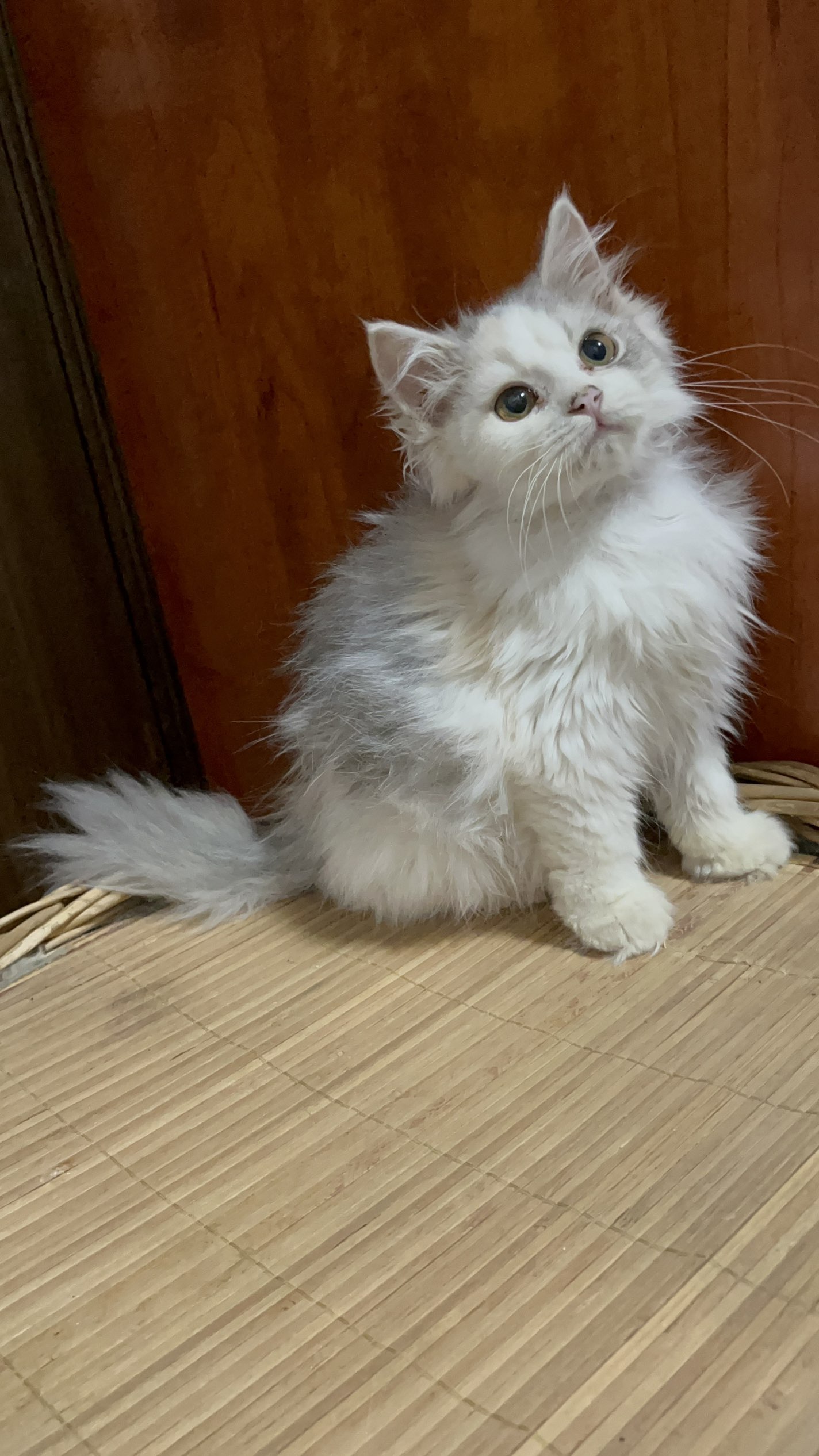 长毛蓝乳三花很乖很温顺